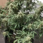 How To Grow Acapulco gold auto
