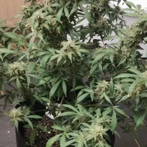 How To Grow Acapulco gold auto