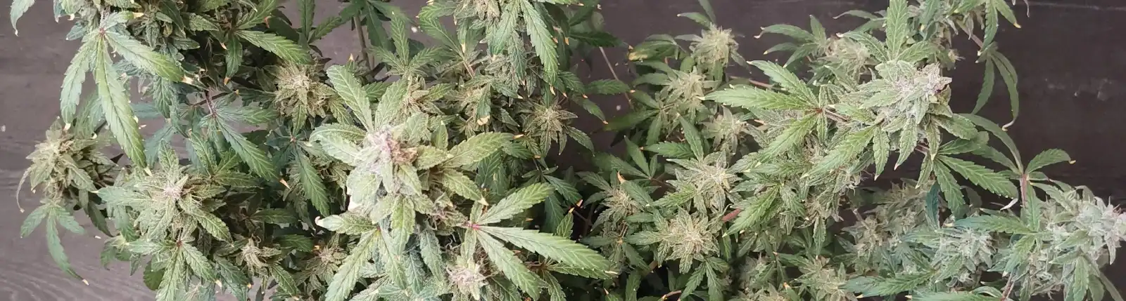 How To Grow Acapulco gold autoflower