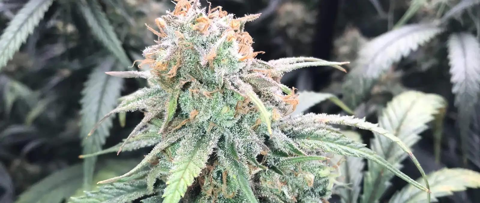 How To Grow Amnesia Hypro Strain