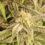 How To Grow Animal Mints Strain