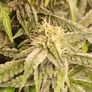 How To Grow Animal Mints Strain