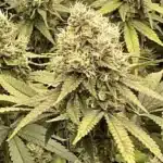 How To Grow Cheese Cookies Strain