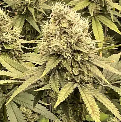 How To Grow Cheese Cookies Strain