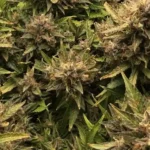 How To Grow Clementine Weed Strain