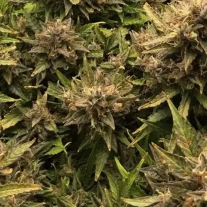 How To Grow Clementine Weed Strain