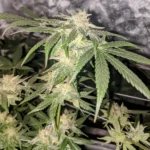 How To Grow Fat Bastard Autoflower