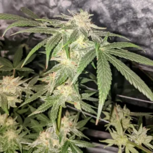 How To Grow Fat Bastard Autoflower