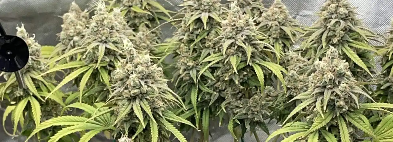 How To Grow Glookies Auto