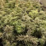 How To Grow Glookies Autoflower