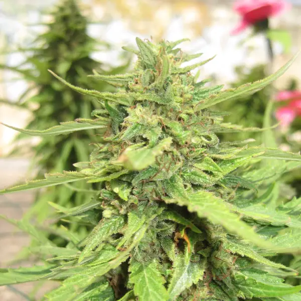 How To Grow Sour Tangie Strain