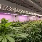 Modern indoor grow room featuring LSD Autoflower Variety cannabis plants under bright LED lighting