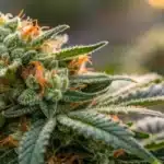 Detailed close-up of an O.G. Kush Autoflower bud showcasing vibrant trichomes and rich resin.