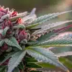 Close-up view of a Strawberry Pie Auto Strain bud with vivid colors and glistening resin.