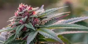 Close-up view of a Strawberry Pie Auto Strain bud with vivid colors and glistening resin.