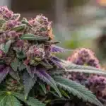 Close-up of dense, resinous Super Skunk Auto buds with vibrant hues.