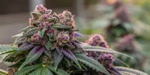 Close-up of dense, resinous Super Skunk Auto buds with vibrant hues.