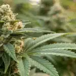 Close-up of flowering Tangie Autoflower buds highlighting detailed trichomes and a resinous finish under soft natural lighting.