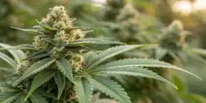 Close-up of flowering Tangie Autoflower buds highlighting detailed trichomes and a resinous finish under soft natural lighting.