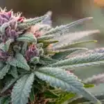 Close-up of a frosty auto-flowering Wedding Cake bud with vibrant greens and purples.