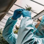 Scientist in lab suit inspecting cannabis flower in a greenhouse with natural light.