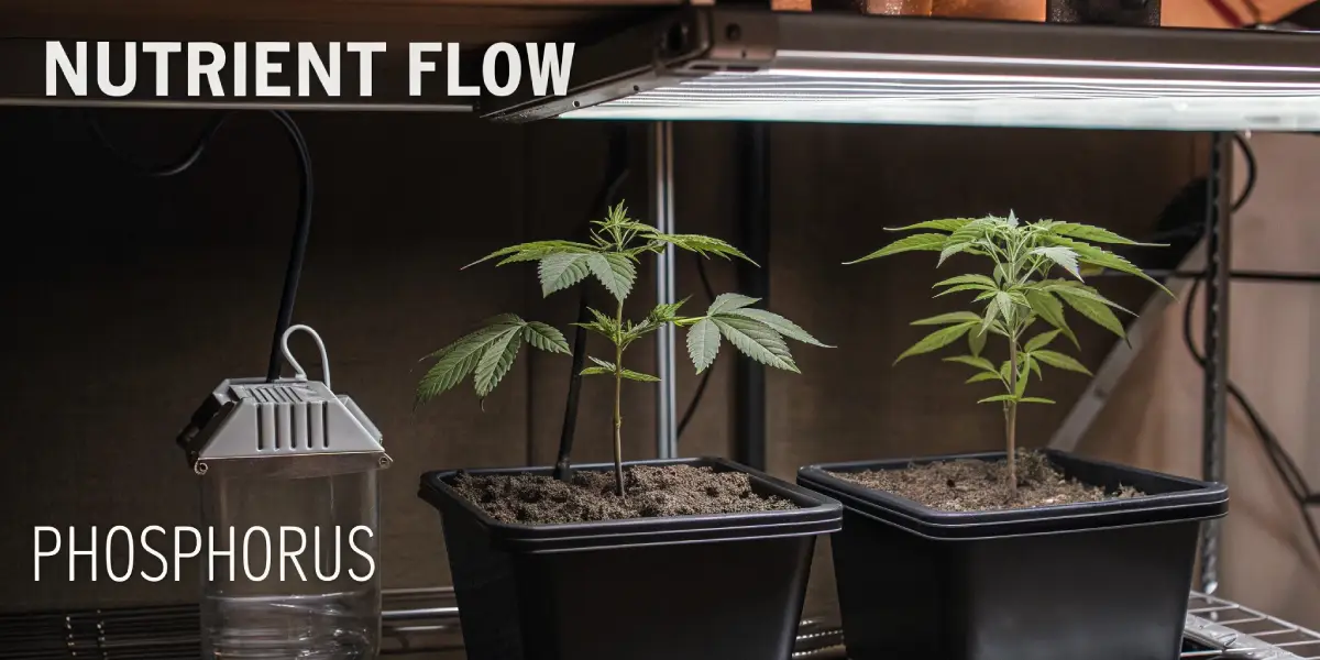 Two young cannabis plants in black pots under LED light with phosphorus and nutrient flow labels.