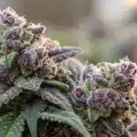 Close-up of Biscotti buds with sparkling trichomes and rich color variations.