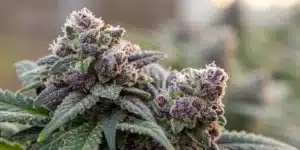 Close-up of Biscotti buds with sparkling trichomes and rich color variations.