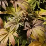 Blue Widow Weed Strain