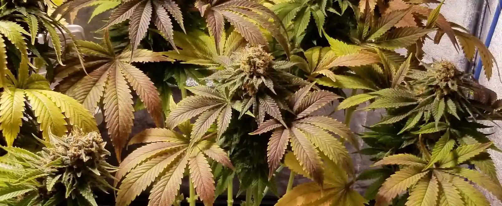 Blue Widow Weed Strain Seeds