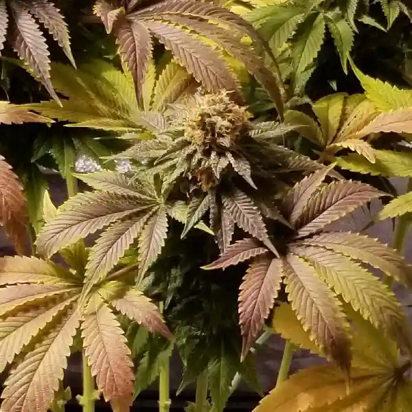 Blue Widow Weed Strain