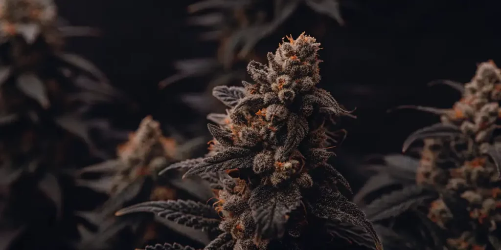 Dark cannabis bud with frosty trichomes and bright orange pistils, set against a dark background.