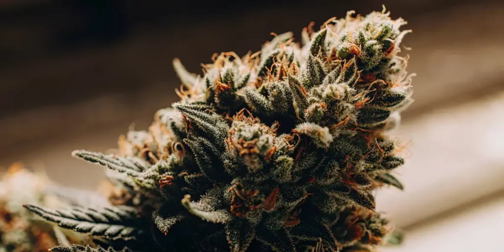 Close-up of frosty cannabis buds with orange hairs, showing a mix of green and purple tones.