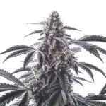 Horchata cannabis bud with dark purple sugar leaves and heavy trichome coating.