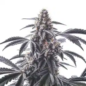 Horchata cannabis bud with dark purple sugar leaves and heavy trichome coating.