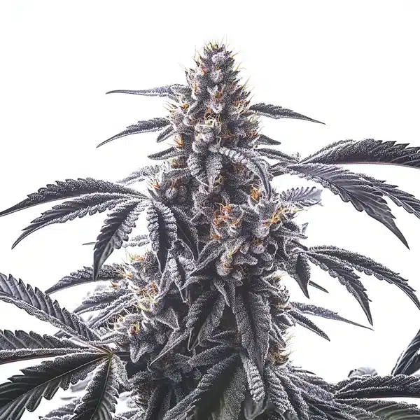 Horchata cannabis bud with dark purple sugar leaves and heavy trichome coating.