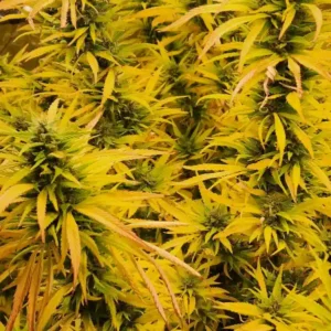 How To Grow Candyland Weed Strain