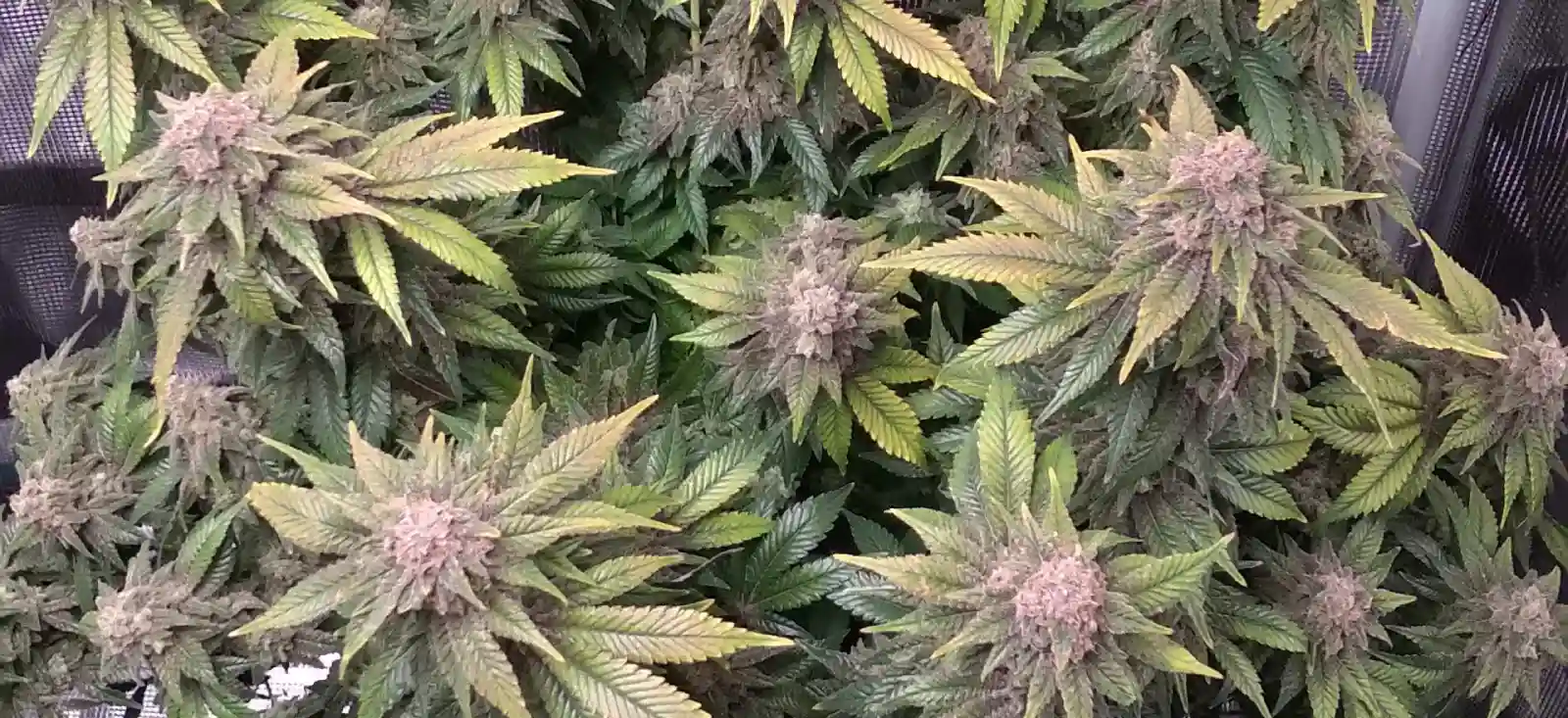 How To Grow Chronic Widow Strain Seeds