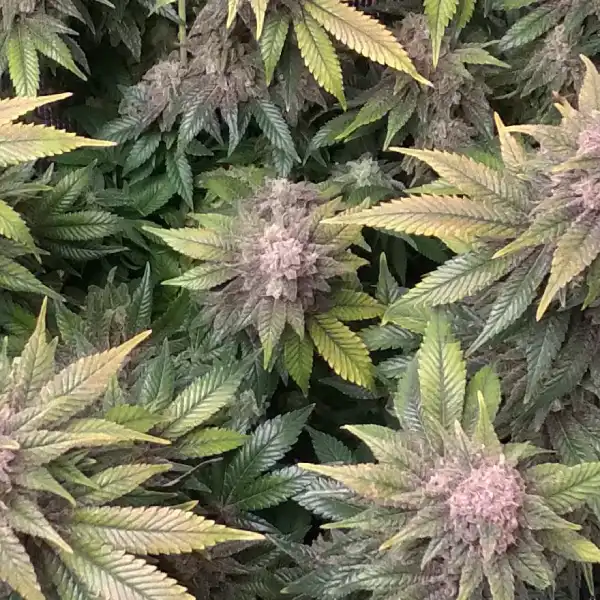 How To Grow Chronic Widow Strain