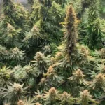 How To Grow Godfather OG Auto