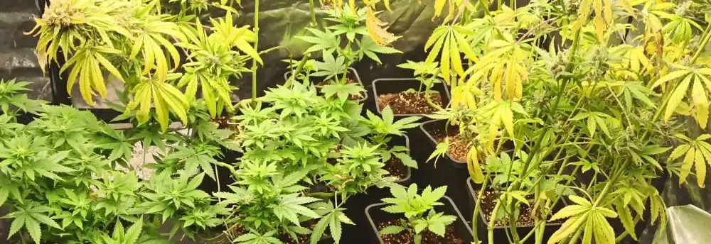 How To Grow Godfather OG Auto Seeds