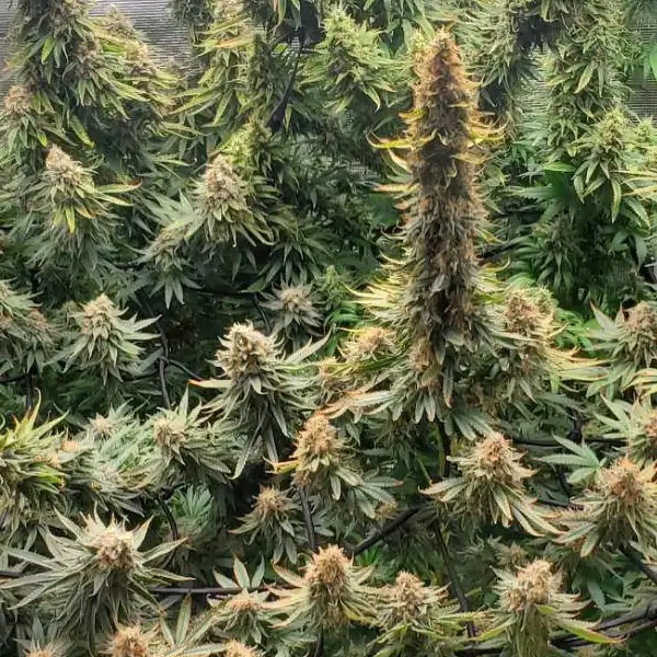 How To Grow Godfather OG Auto