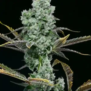 How To Grow Horchata Weed Strain