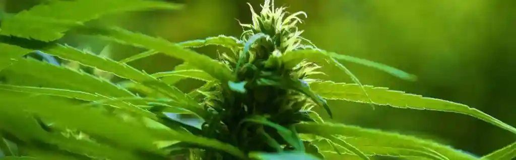 How To Grow Horchata Weed Strain Seeds