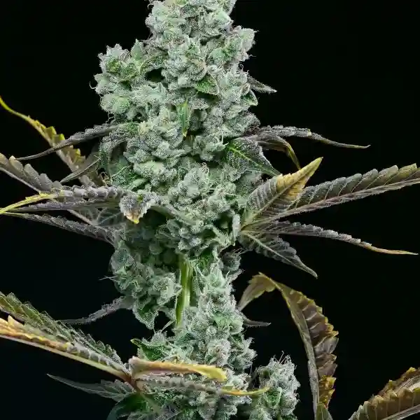 How To Grow Horchata Weed Strain