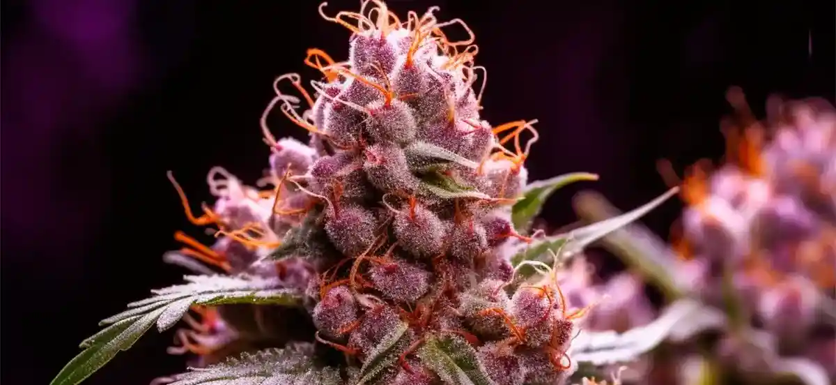 How To Grow RS11 x Candy Rain Seeds