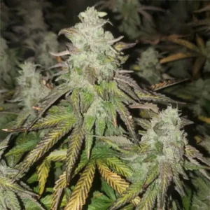 How To Grow Ricky Bobby Weed Strain