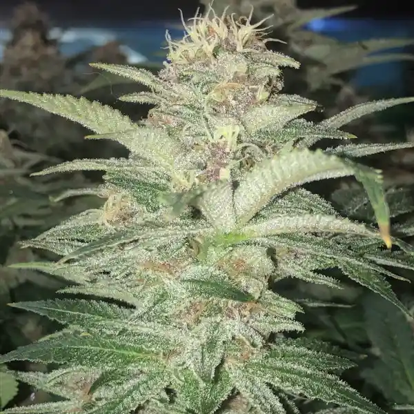 How To Grow White Widow x Northern Lights