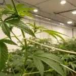 Close-up of a cannabis plant with branches guided by white low-stress training lines in an indoor grow.