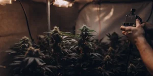 Hyper-realistic indoor cannabis cultivation setup: person's hands holding a black meter near lush cannabis plants with prominent buds, under warm grow lights.